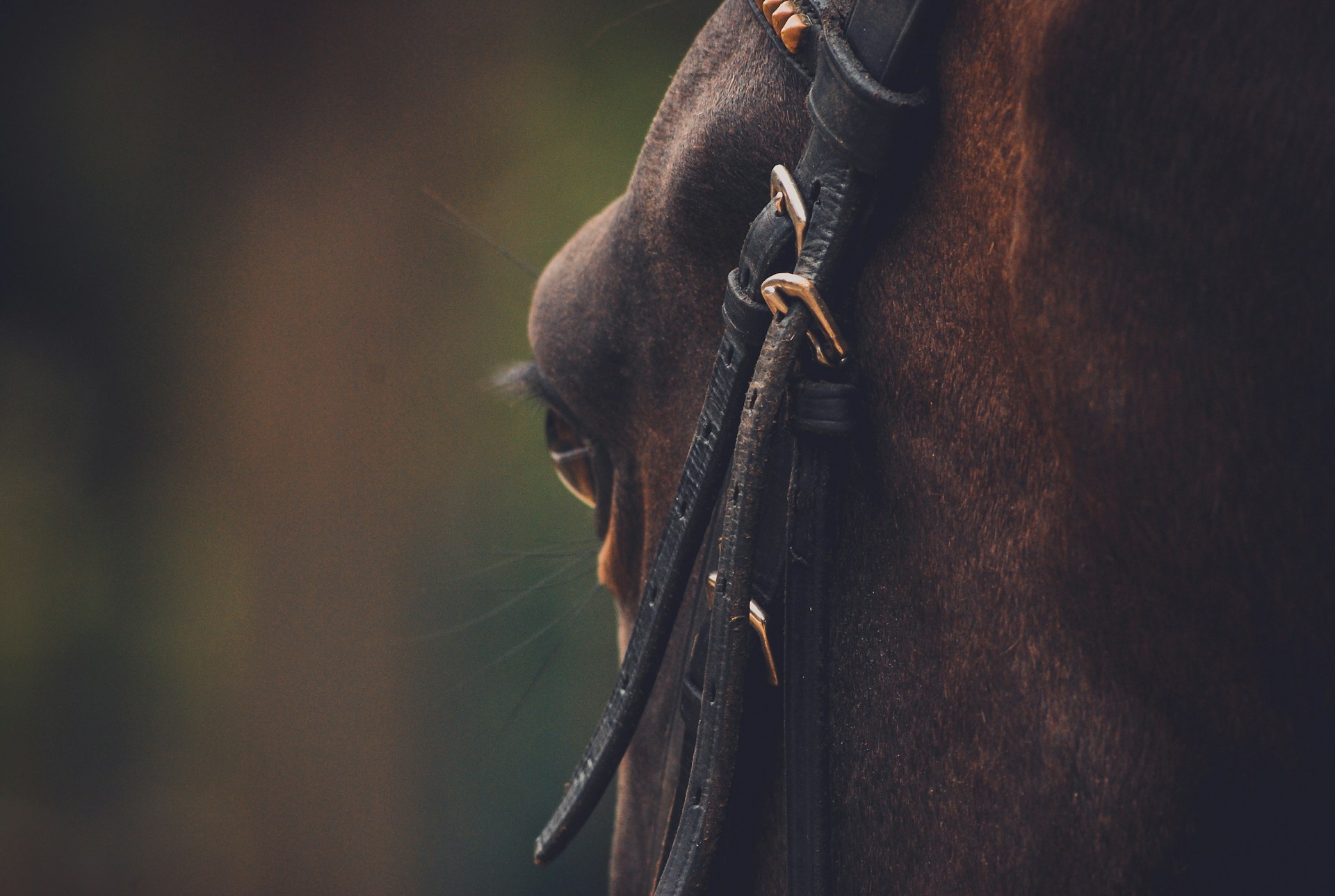 show jumpers for sale